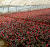 公园租摆草花  四季海棠价格  春秋开花，花期长