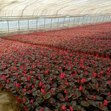 公园租摆草花  四季海棠价格  春秋开花，花期长