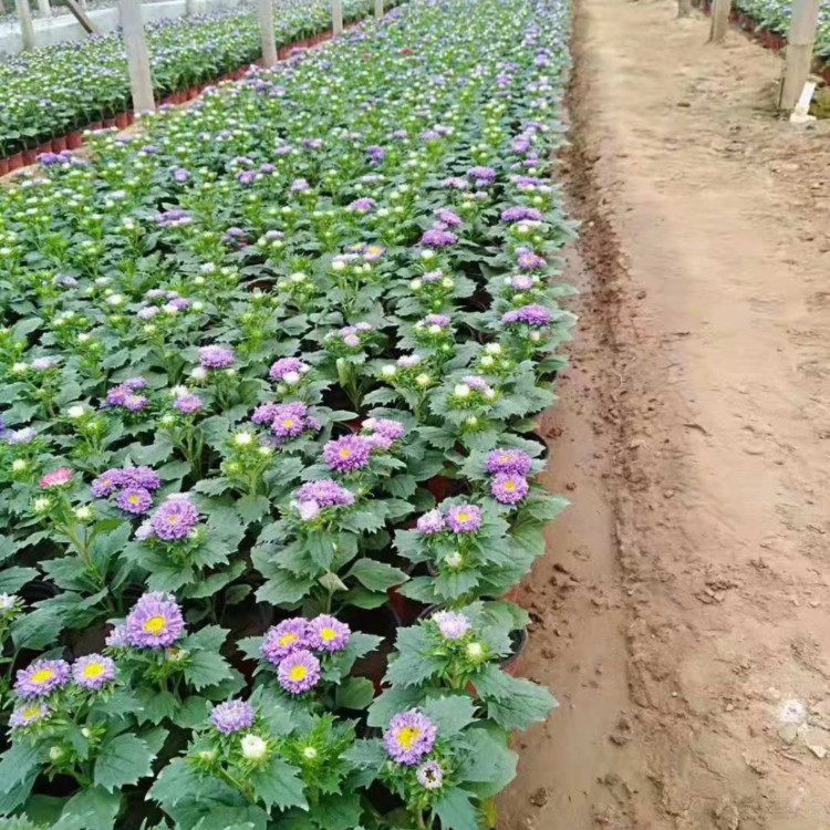市政绿化翠菊  翠菊报价  花园点缀用花