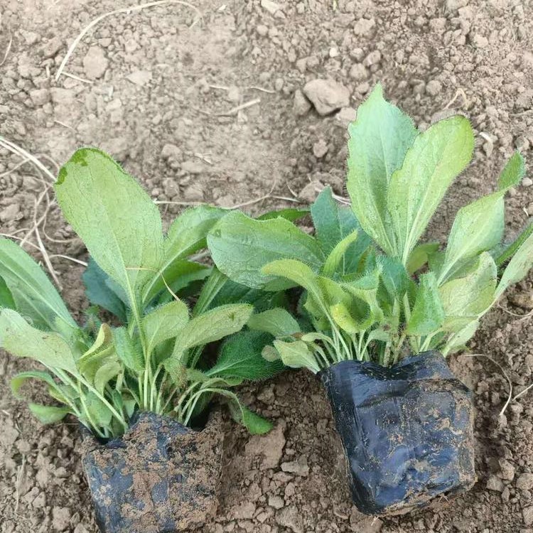 观赏黑心菊盆栽  黑心菊行情  常作花坛、花径材料