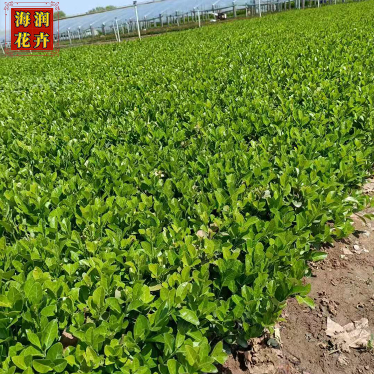 60公分高卫矛工程苗 山东卫矛小苗批发商 青州海润花卉 现货供应