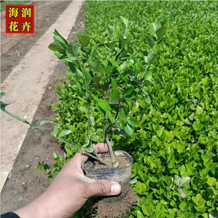 批发胶东卫矛_常绿小乔木卫矛小苗_绿化用杯苗_海润花卉