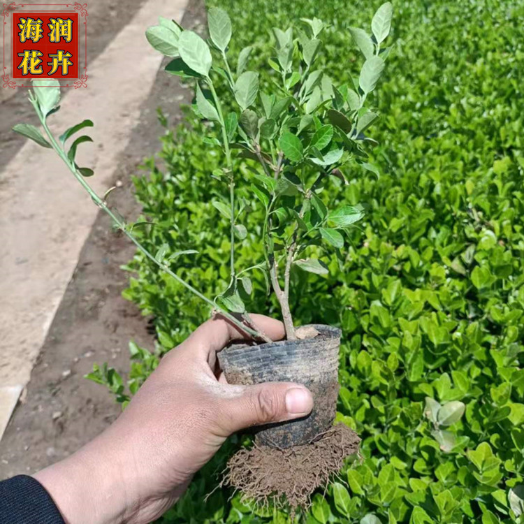 苗圃常年供应好卫矛苗子_工程用大量卫矛杯苗_卫矛价格_海润花卉
