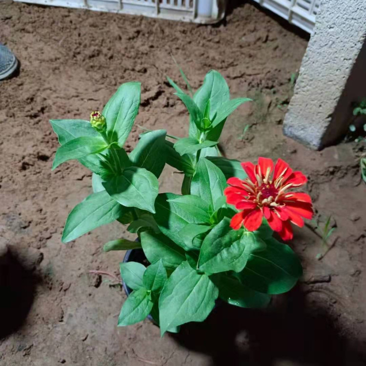 百日草花苗批发基地 基地供应百日草花苗 量大价优