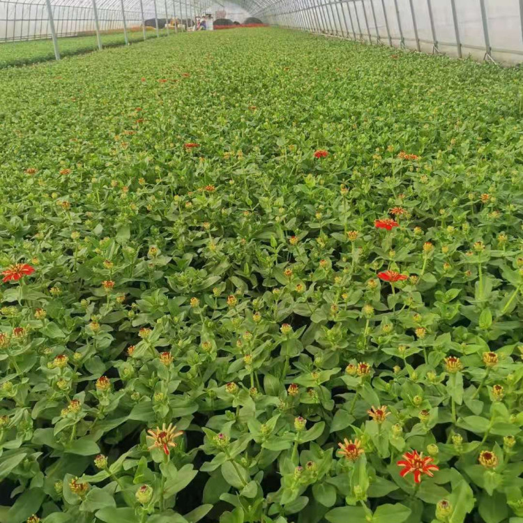 多花色百日菊批发 苗圃直发多花色百日菊 价格优惠