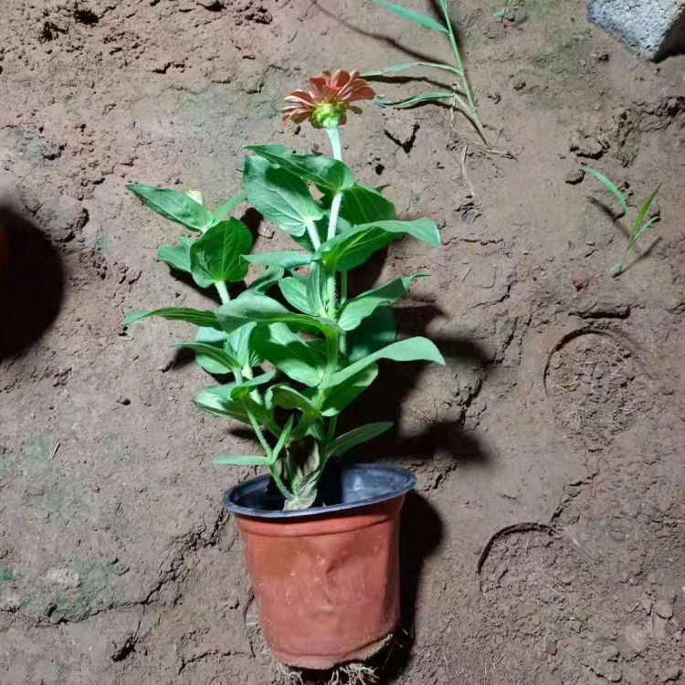 百日菊基地 轩琪供应百日菊 价格优惠