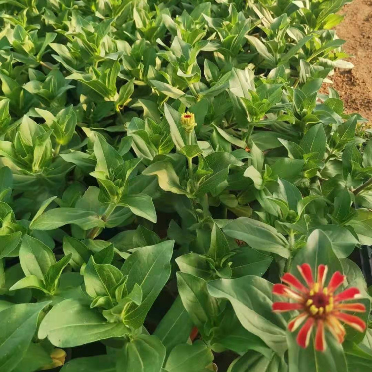 百日菊小苗价格 苗圃直发百日菊小苗 大量供应