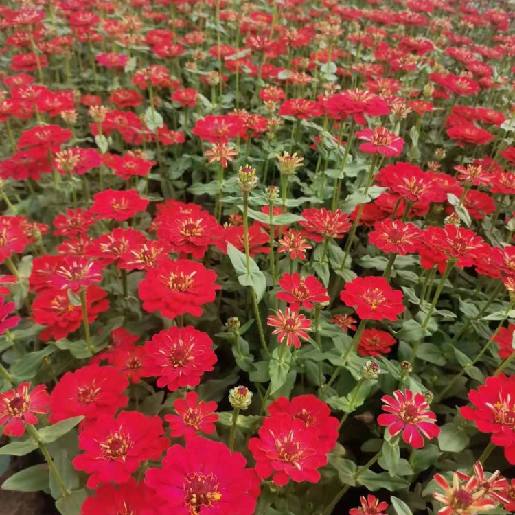 百日草花苗种植基地 轩琪出售百日草花苗 量大价优