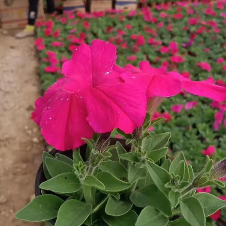 多花色牵牛小苗批发基地 轩琪供应多花色牵牛小苗 观赏价值高