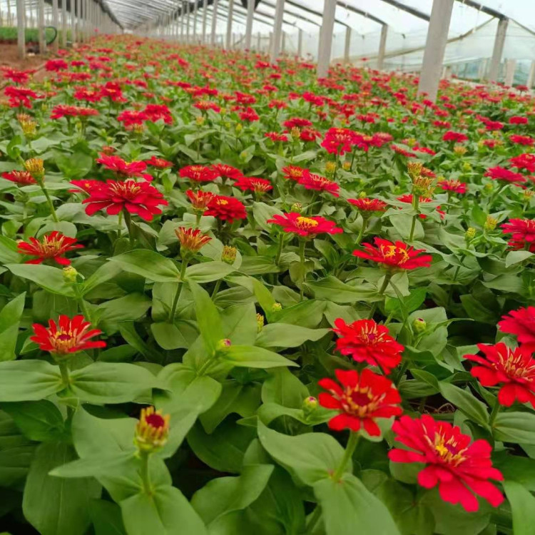 百日草种植基地 基地供应百日草 欢迎来电
