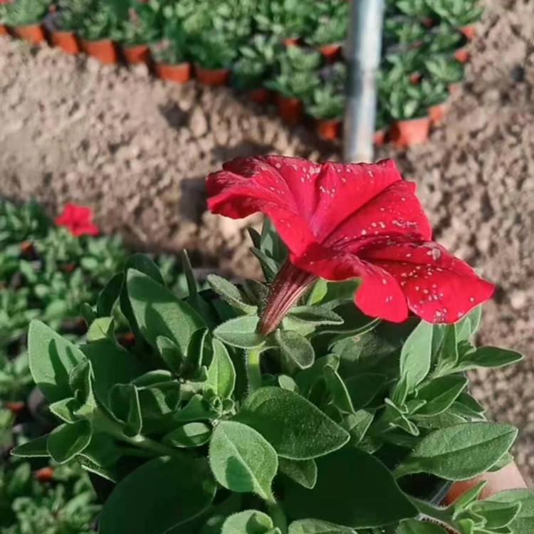 牵牛营养杯苗种植基地 轩琪批发牵牛营养杯苗 欢迎来电