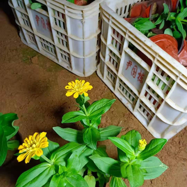 百日菊小苗种植基地 好成活的百日菊小苗 大量供应