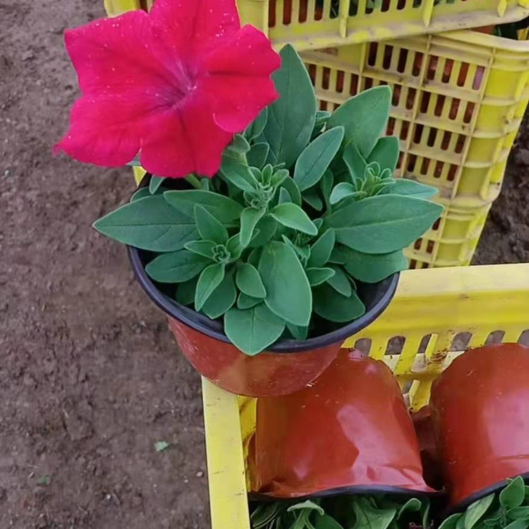 多花色牵牛批发基地 苗圃直发多花色牵牛 量大价优