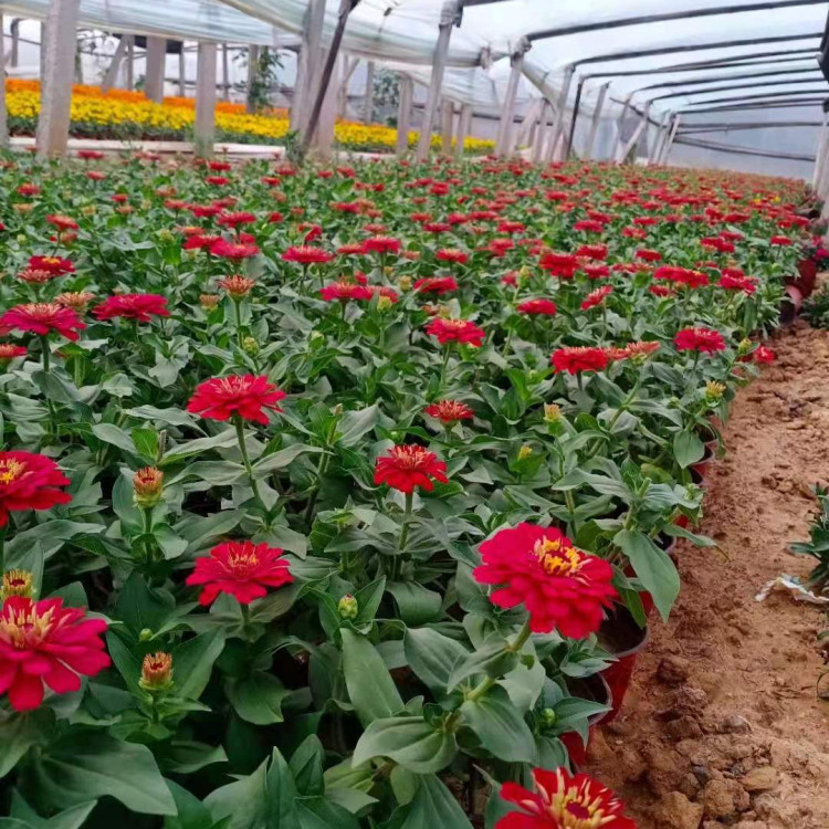 百日草花苗培育基地 好成活的百日草花苗 价格优惠
