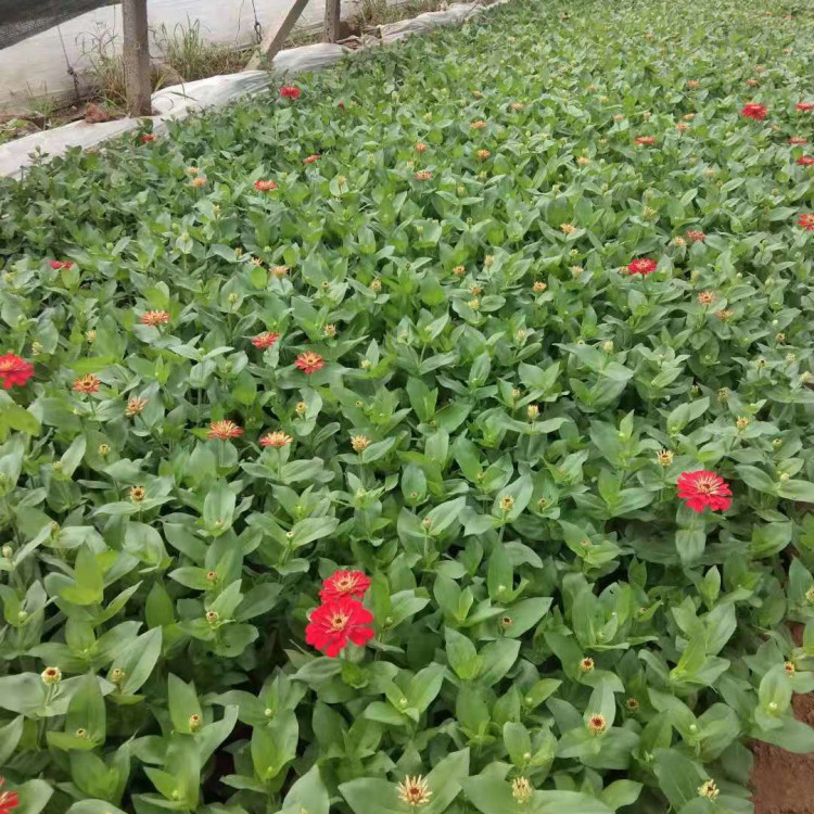 百日菊小苗批发基地 苗圃直发百日菊小苗 欢迎来电