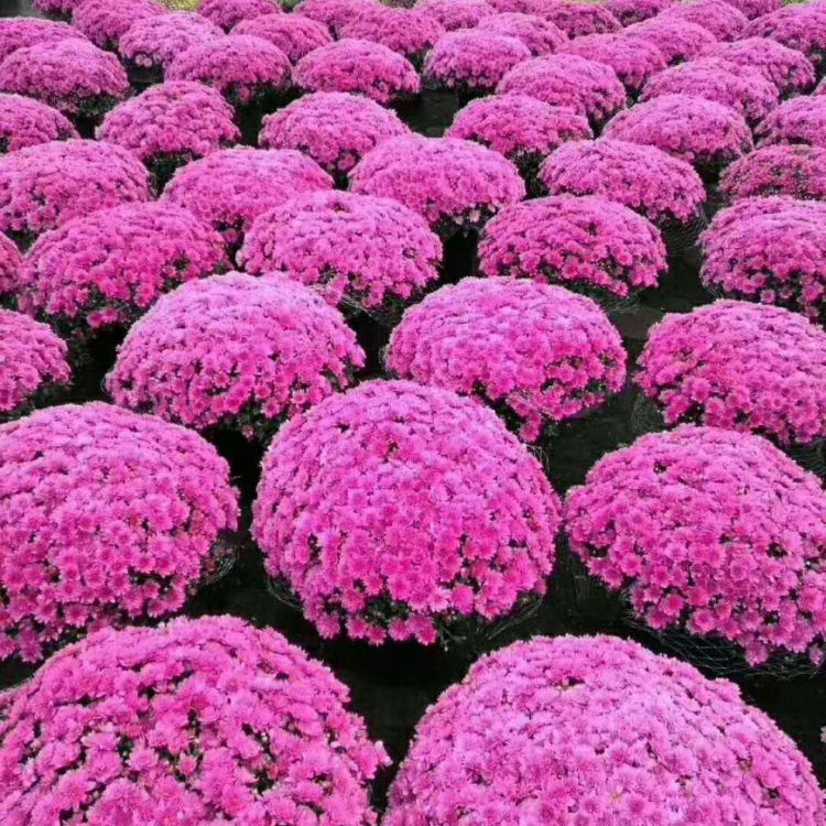 小涵出售千头菊小苗 千头菊小苗出售 报价合理