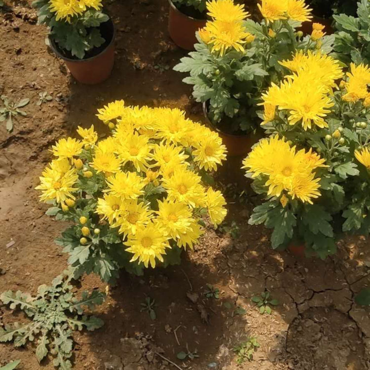 苗圃直供千头菊小苗 千头菊基地 量大价优