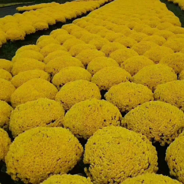 多花色千头菊批发 山东多花色千头菊 期待您的到来