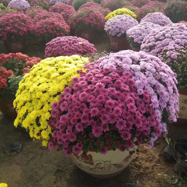 千头菊小苗培育基地 小涵花卉千头菊小苗 欢迎来电