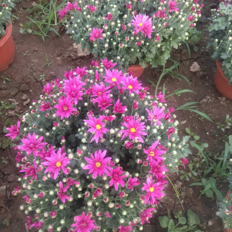 小涵出售千头菊小苗 千头菊小苗批发 报价合理
