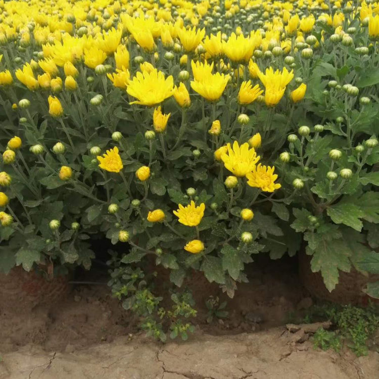好成活的千头菊花苗 千头菊花苗培育基地 报价合理