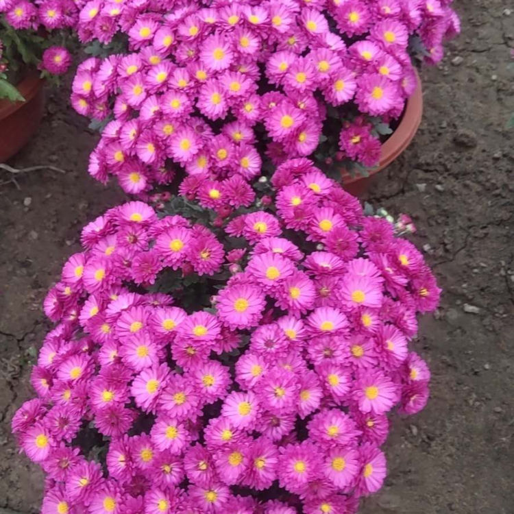 基地直供千头菊小苗 千头菊小苗出售 量大价优