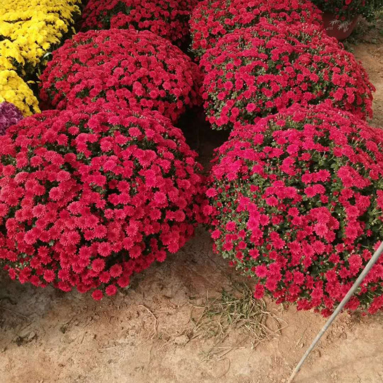 千头菊供货商 观赏价值高的千头菊 品种齐全