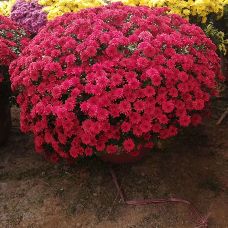 千头菊花苗批发基地 小涵花卉千头菊花苗 大量供应