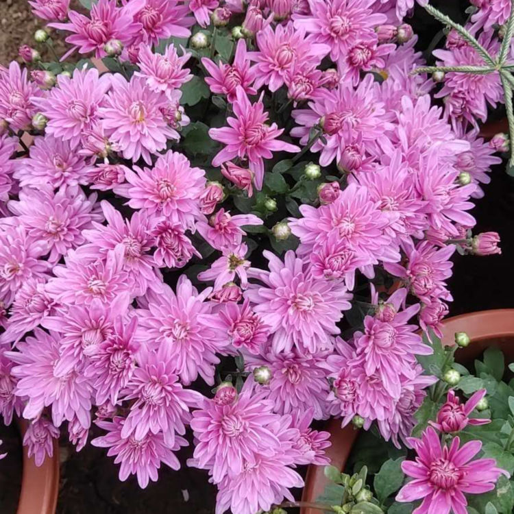 千头菊花苗培育基地 小涵花卉千头菊花苗 欢迎来电