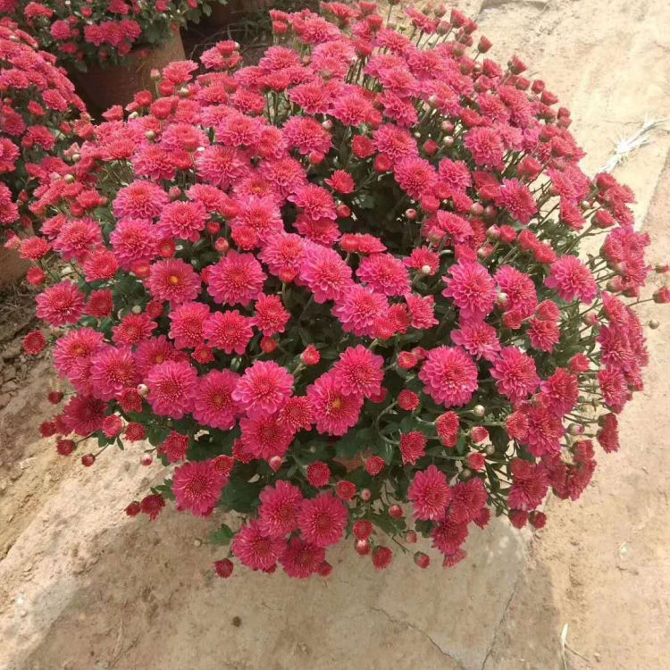 小涵花卉千头菊 千头菊种植基地 期待您的到来