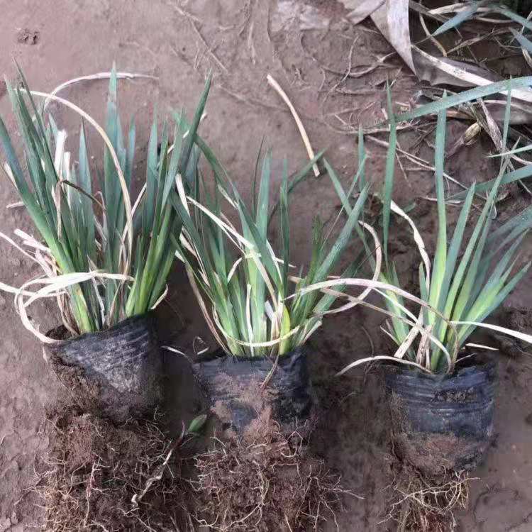 山东马兰杯苗供应 苗圃直售 马兰花盆苗报价