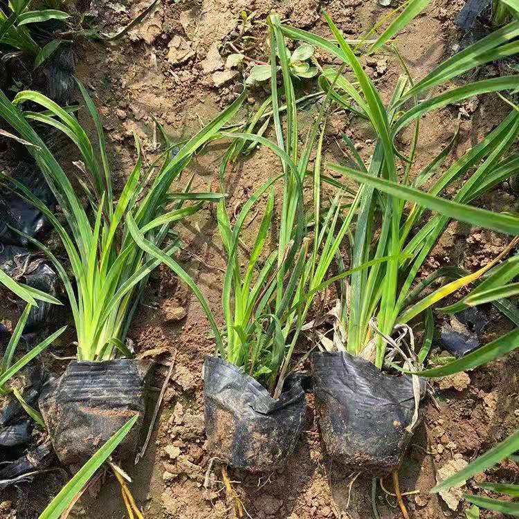 观赏用大花萱草种植基地出售 大花萱草批发