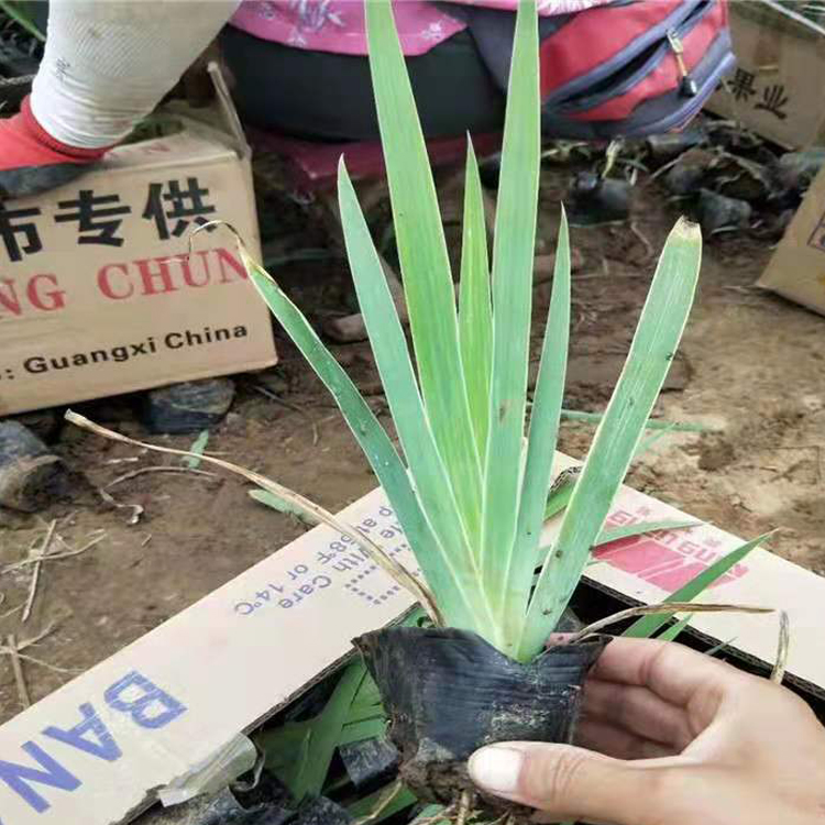 鸢尾小苗大量批发 山东鸢尾供应商行情  品质优良