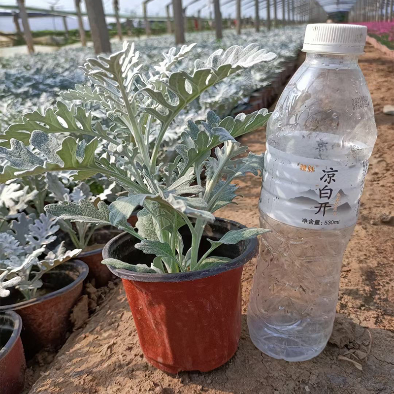 绿化带银叶菊 银叶菊批发  绿化苗木花卉银叶菊