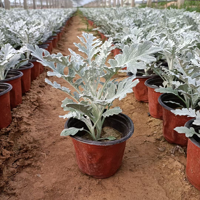 银叶菊种植基地 银叶菊批发  绿化苗木花卉银叶菊