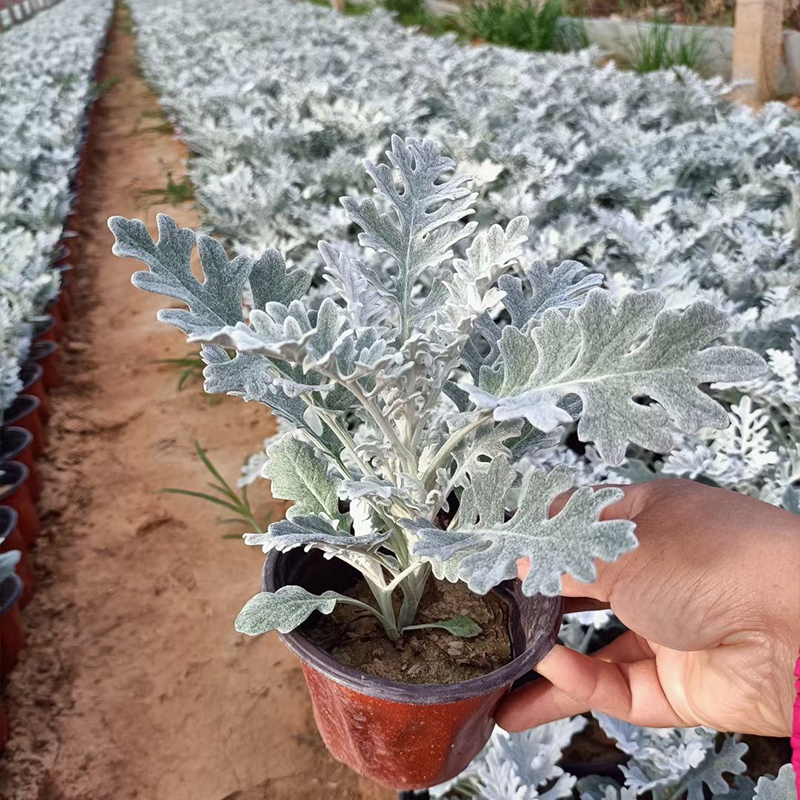 银叶菊苗圃 银叶菊批发  绿化苗木花卉银叶菊