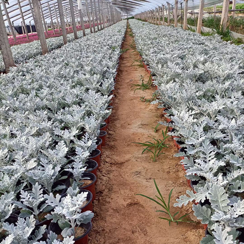 荒山绿化银叶菊 银叶菊批发  绿化苗木花卉银叶菊