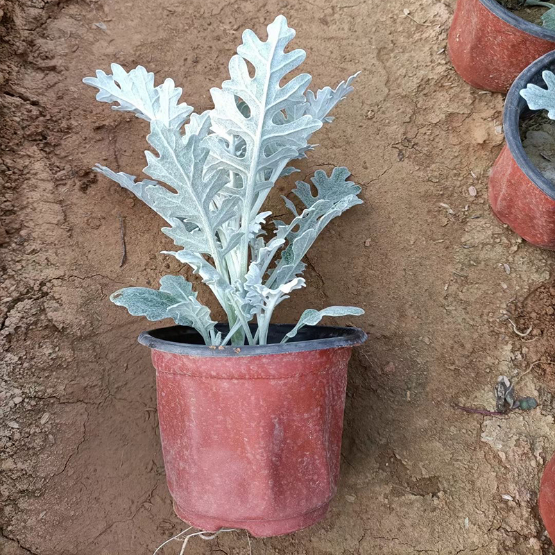 绿化工程银叶菊 银叶菊批发  绿化苗木花卉银叶菊
