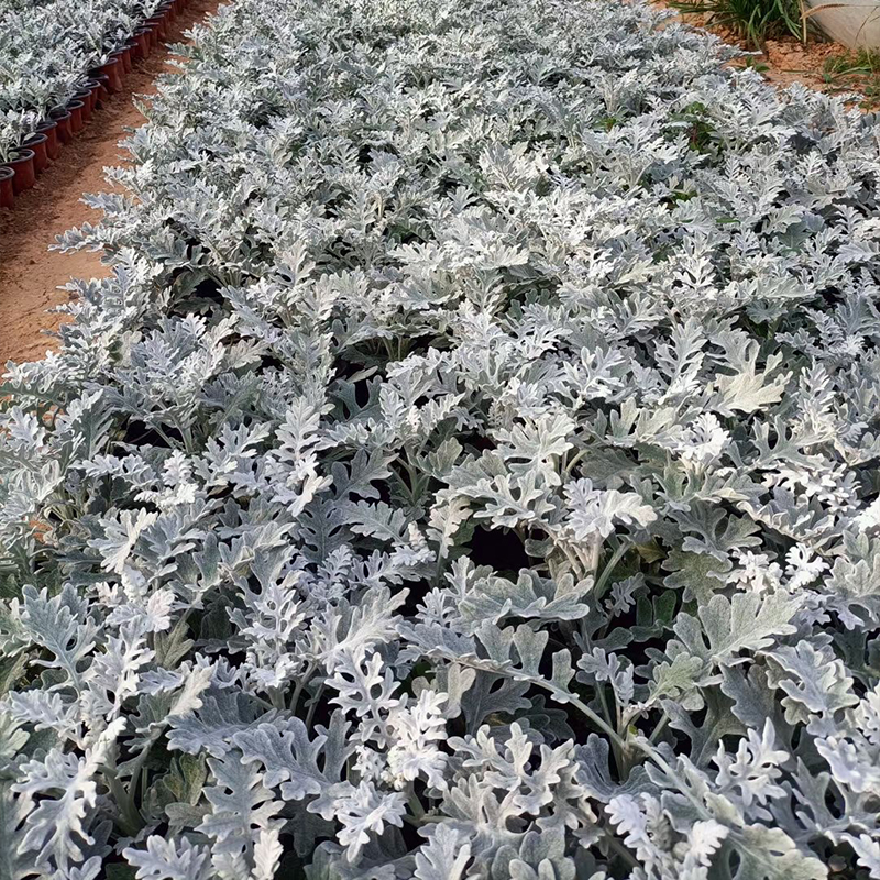 景区绿化银叶菊 银叶菊批发  绿化苗木花卉银叶菊