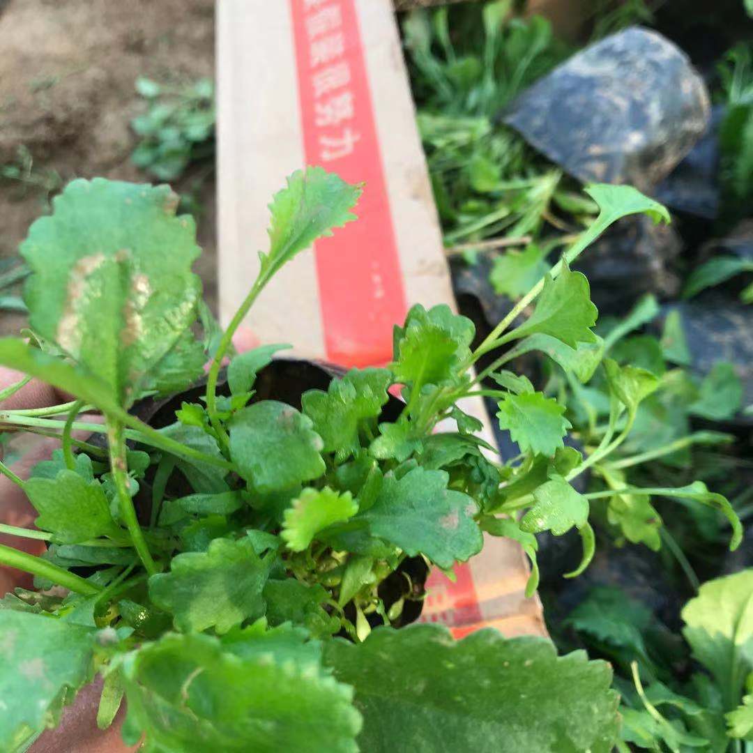 大滨菊 花色清秀 花形舒展美观 美艺花卉批发大滨菊小苗