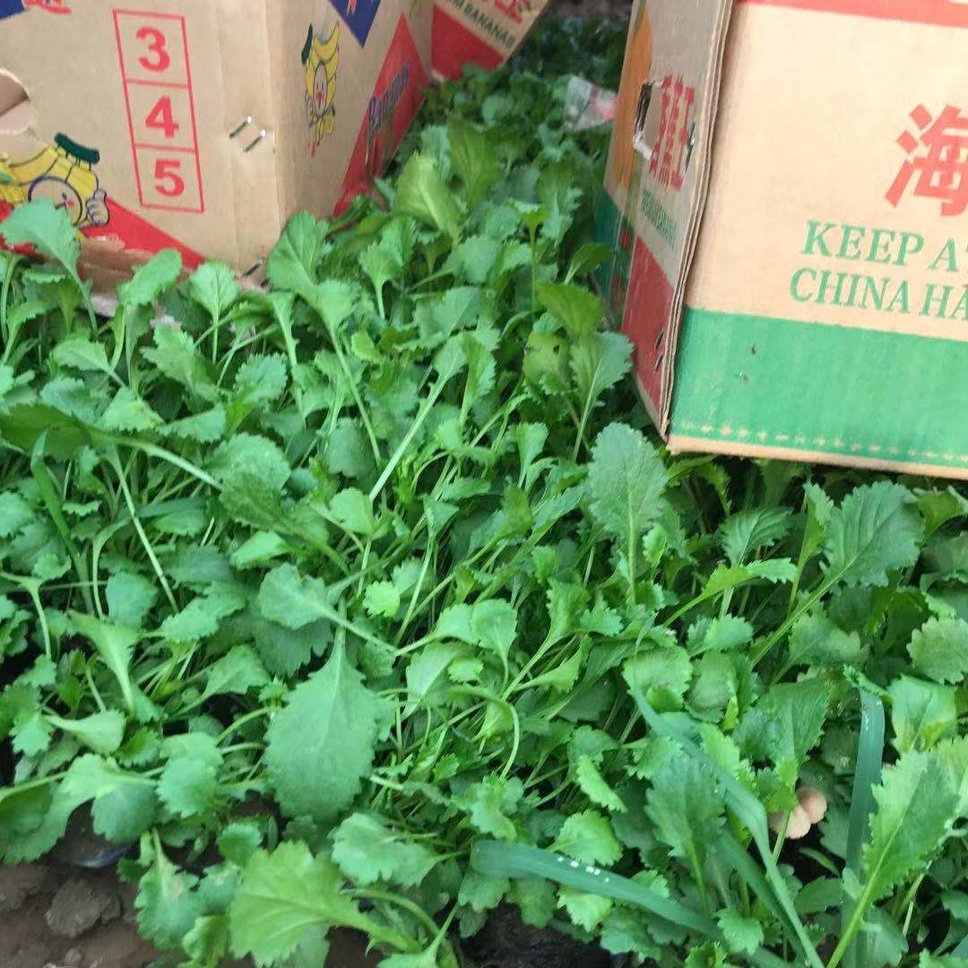 大滨菊 多年生或二年生草本植物 大滨菊小苗批发 美艺