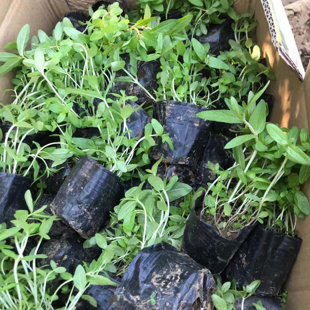 美艺花卉大量种植出售千屈菜 耐寒千屈菜小苗种植基地