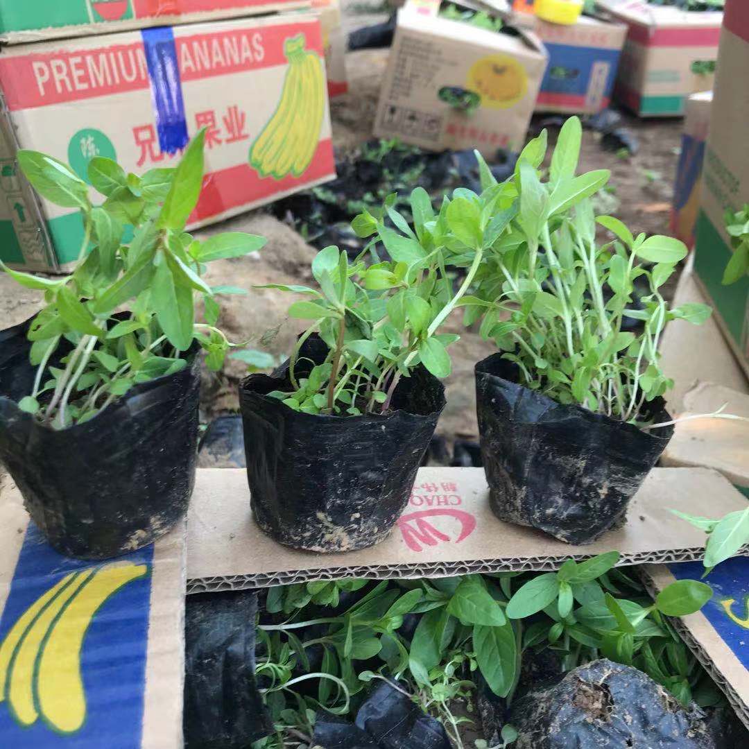 千屈菜绿化小苗  美艺花卉  千屈菜批发基地