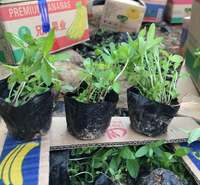 千屈菜绿化小苗  美艺花卉  千屈菜批发基地