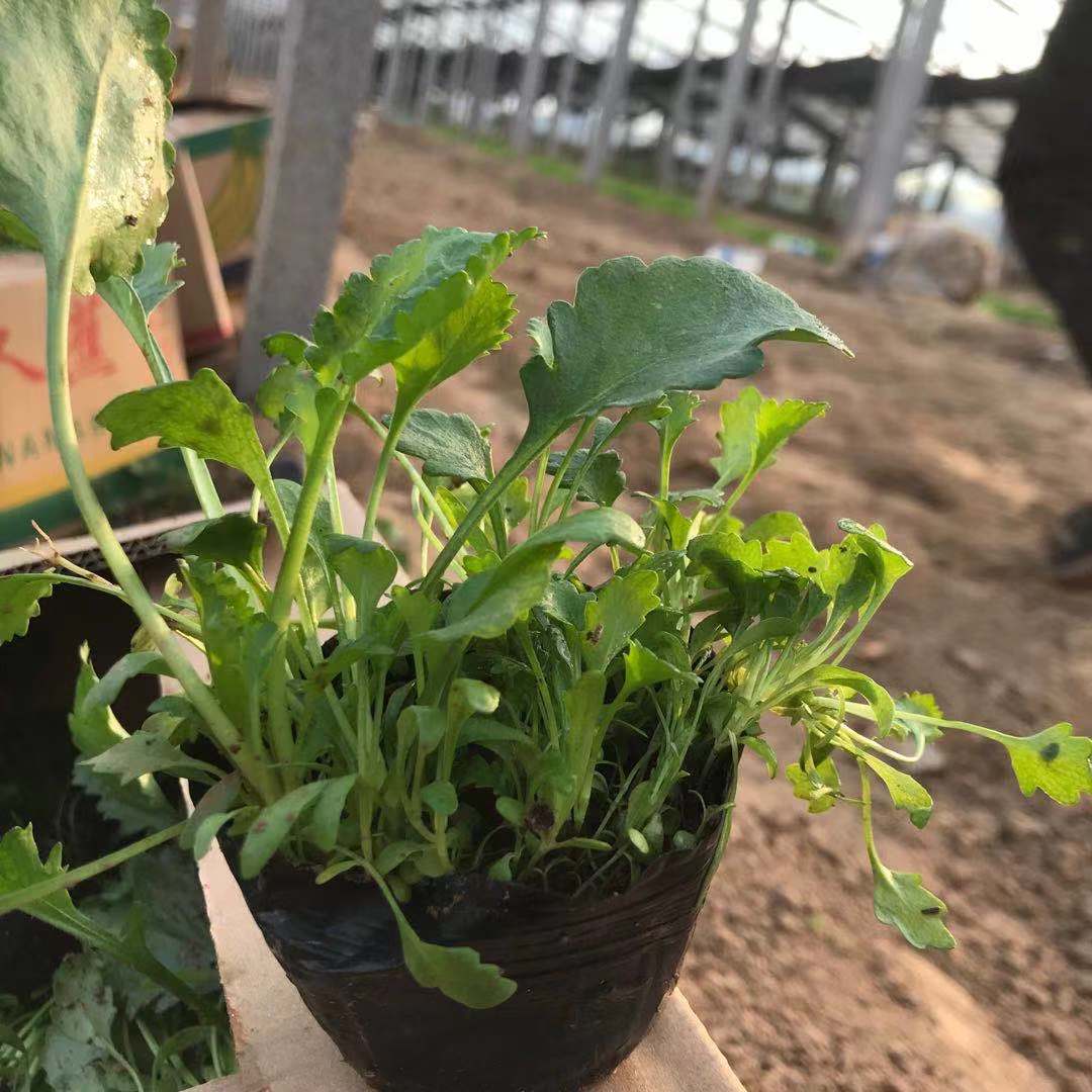 大滨菊批发 观赏价值高的大滨菊培育基地 美艺花卉苗木