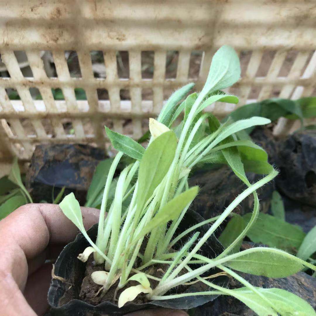 一年生草本植物 天人菊小苗批发 美艺花卉苗木 量大价优