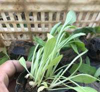 多年宿根植物天人菊  美艺花卉 天人菊批发价格