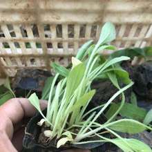 多年宿根植物天人菊  美艺花卉 天人菊批发价格