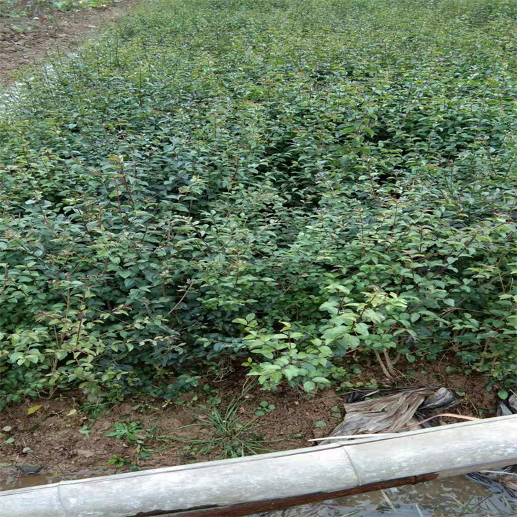 青州小叶女贞基地 地被绿篱小叶女贞杯苗 各地配送