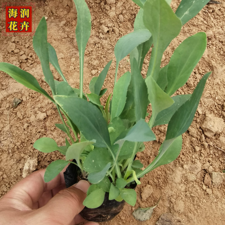 批发赛菊芋小苗 花坛布景植物赛菊芋 青州海润花卉